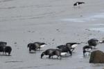 Bernaches cravants en alimentation sur la Petite Mer de Gâvres © Lorient Agglomération