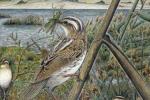 Phragmite aquatique tenant une proie