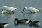 Bernaches cravants et Spatules blanches en nourrissage